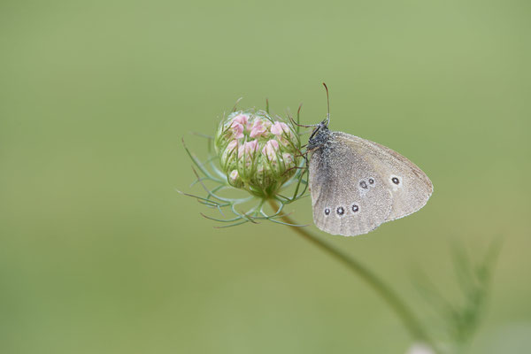 Brauner Waldvogel - (Urlaub im Allgäu / Bayern vom  08.07. bis 17.07.2022)