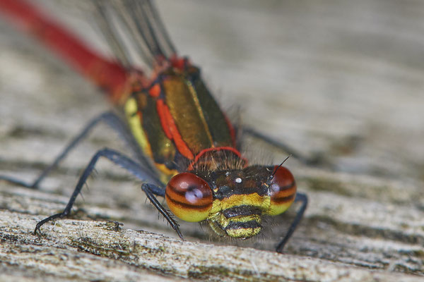 Nr.0439 - Frühe Adonislibelle - WES Lippedünen Aaper Vennekes - 51°39`01.52"  6°40`43.23" - (09.05.2019)