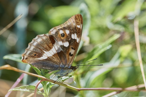 Großer-Schillerfalter - Hünxe - (28.06.2022)