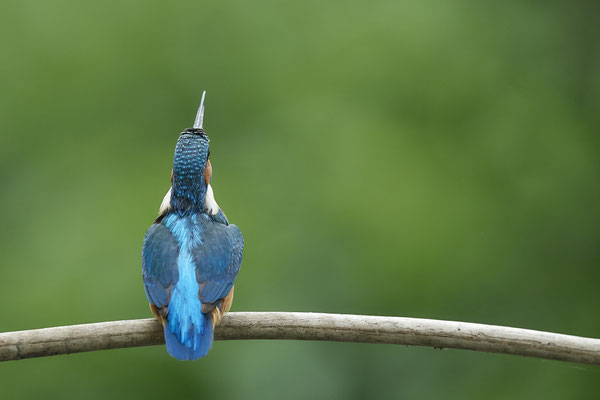Eisvogel - (22.05.2020)