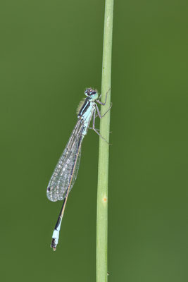 Große Pechlibelle am Gartenteich