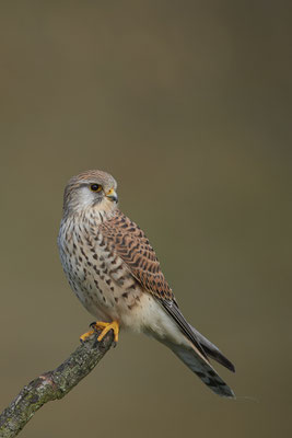 Turmfalke Weibchen - In den Rheinauen bei Dinslaken - (16.03.2020)