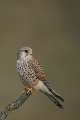 Turmfalke Weibchen - In den Rheinauen bei Dinslaken - (16.03.2020)
