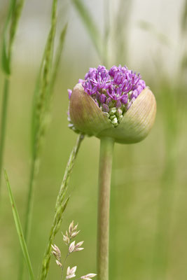 Wiesenlauch