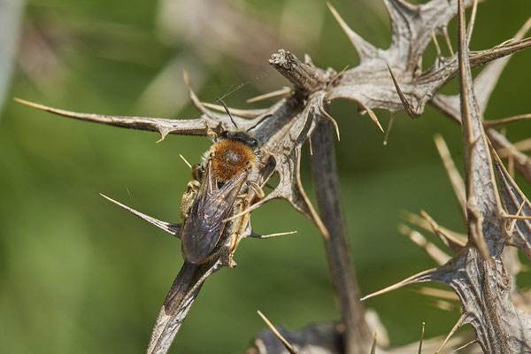 Andrena haemorrhoa w - Walsum Rheindeich - 51°31`51.26" 6°42`06.16" - (26.04.2021)