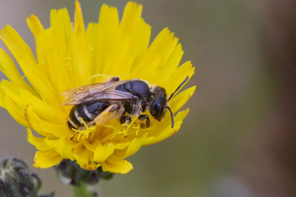 Andrena flavipes - Garten