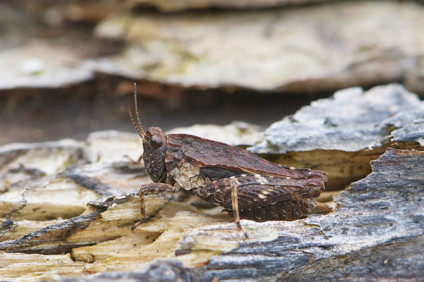 Gemeine Dornschrecke