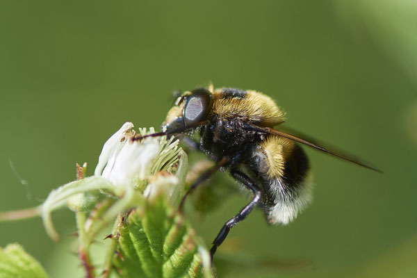 Nr.0577 - Volucella bombylans / Hummel-Waldschwebfliege / Hummelschwebfliege - Nabu-Naturschutzhof Nettetal - 51°19`29.92" 6°15`01.26" - (23.05.2019)