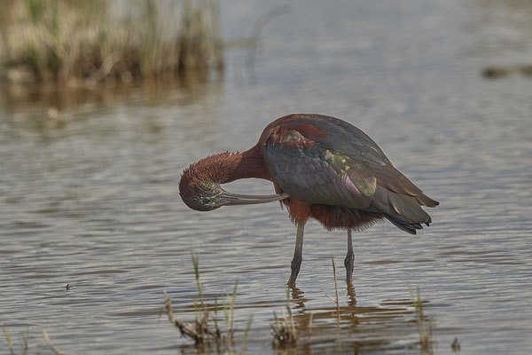 Brauner-Sichler ( Naturpark Albufera )