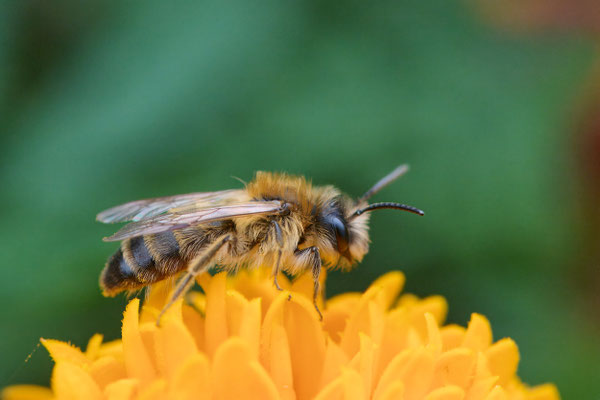 Andrena gravida - 21.10.2025 im Garten