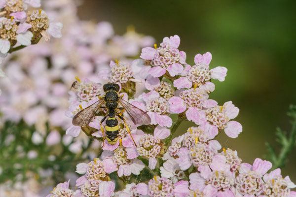 Cerceris rybyensis - Garten