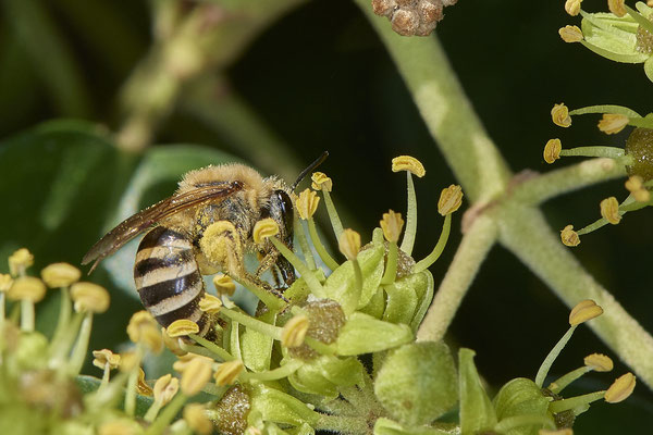 Nr.09/04 - Colletes hederae (Efeu-Seidenbiene) - OB Lübeckerstr. 6 (05.10.2018)