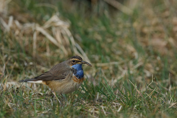 Blaukehlchen