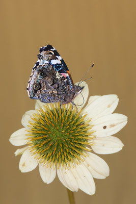 Admiral