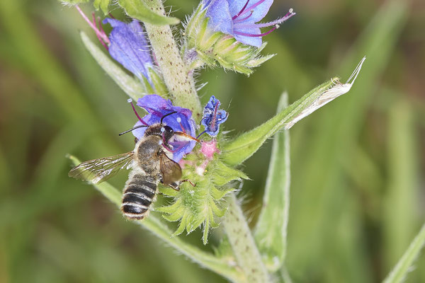 Nr.0739 - Megachile ericetorum / Platterbsen-Mörtelbiene - m - OB LMB - 51°29`11.55" 6°53`53.48" - (18.06.2019)