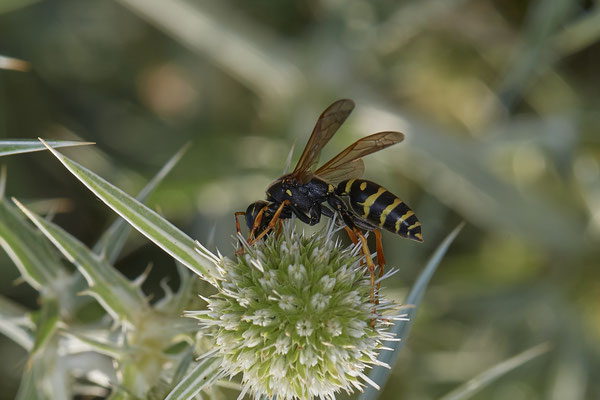 Polistes dominula / Gallische Feldwespe - Dinslaken Emschermündung - 51°33`56.26" 6°41`27.74" - (08.08.2020)
