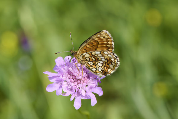 Baldrian Scheckenfalter