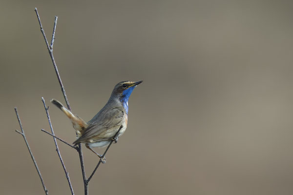 Blaukehlchen