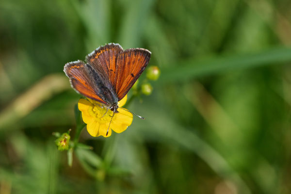 Lilagold-Feuerfalter