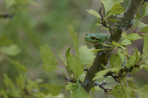 Europäische Laubfrosch