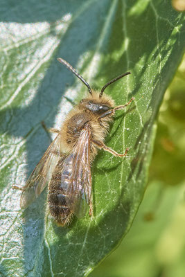 Nr.10/03 - Andrena scotica m - OB-Sterkrade Tilsiter Straße-5 (07.10.2018)