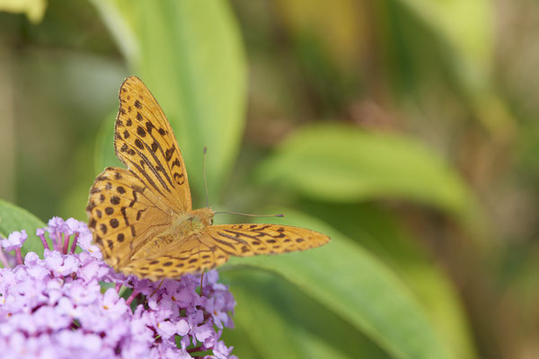 Kaisermantel - (04.08.2021)