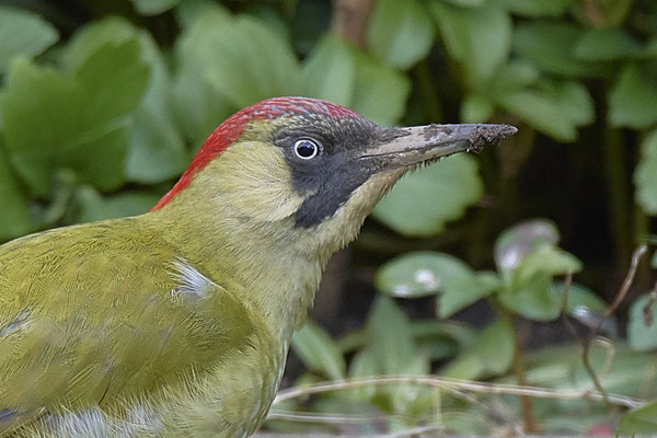 Grünspecht beackert den Rasen im Garten - (12.02.2020) - Weibchen