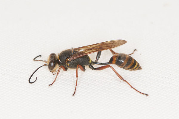 Orientalische Mauerwespe / Sceliphron curvatum - Sie ist für menschen völlig harmlos, sie baut tönnchenförmige Lehmnester - (09.07.2022)