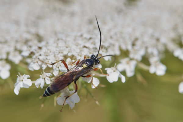 Nr.0963 - Netelia testacea / Rotschwarze Schlupfwespe - GE-Buer Zeche Hugo - 51°34`09.98" 7°02`18.09" - (04.07.2019)