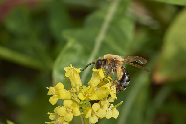 Nr.0396 - Andrena nitida w / Glänzende Düstersandbiene - OB Neue Mitte 2 - 51°29`09.65" 6°53`45.26" - (02.05.2019)