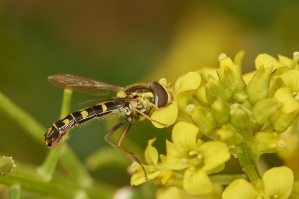 Nr.0316 - Schwebfliege - OB Neue Mitte 2 - 51°29`09.65" 6°53`45.26" - (30.04.2019)