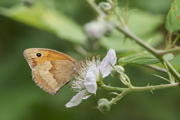 Großes Ochsenauge - Hünxe - (25.06.2022)