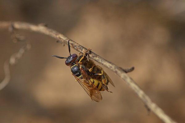 Nr. 02/10 - Bienenwolf mit Biene Oberhausen Weiherstraße Waldteichgelände-2 (30.08.2018)