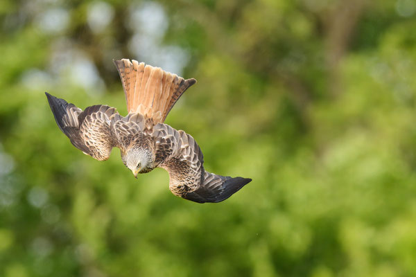 Rotmilan - Sequenz: Sturzflug auf Beute am Boden