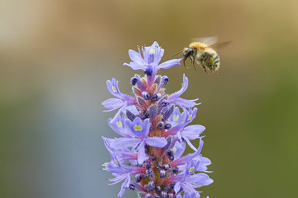 Ackerhummel