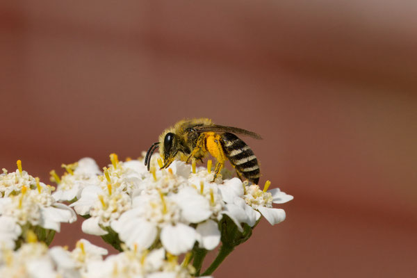 Colletes daviesanus-fodiens-similis - Garten