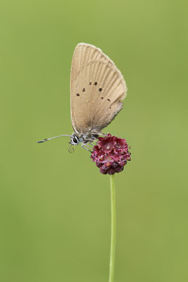 Dunkler Moorbläuling - (Urlaub im Allgäu / Bayern vom  30.06. bis 09.07.2023)