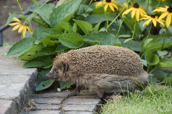 Igel