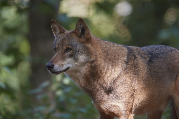 Wolf - Biotopwildpark Anholter Schweiz - (17.09.2020)