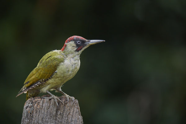 Grünspecht - OB Garten - (31.08.2020)