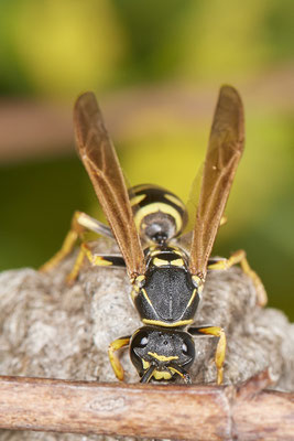 Polistes albellus - LMB - 51°29`17.50" 6°53`52.16" - (12.05.2021) - Das Foto ist um ca. 90° gedreht