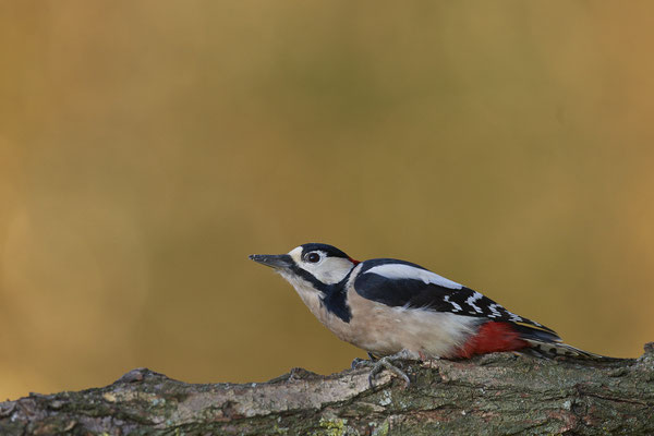 Buntspecht - heute an einem Futterplatz - (04.11.2020)