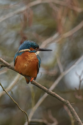 Eisvogel in den Mülheimer Ruhrauen - (01.02.2019)