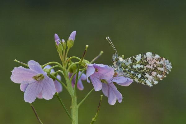 Aurorafalter - (05.05.2021)