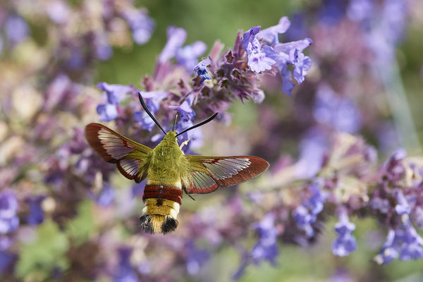 Hummelschwärmer - mein Erster - wie ein Kolibri, extrem schnell und quirlig - (Urlaub im Allgäu / Bayern vom  08.07. bis 17.07.2022)