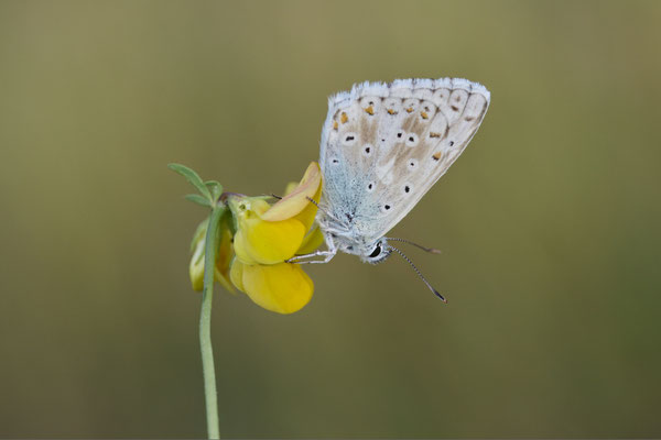 Silbergrüner Bläuling