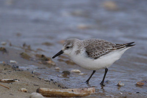Sanderling