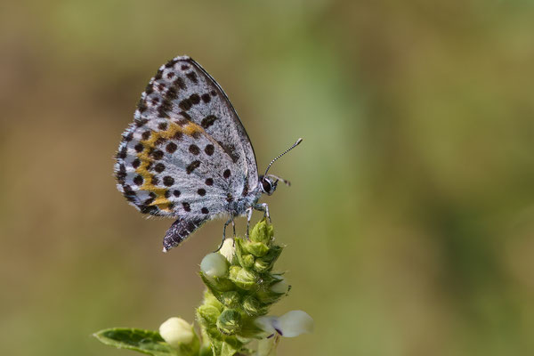 Fetthennen-Bläuling - (Urlaub Mosel Valwig vom  08.06. bis 11.06.2023 mit der Nabu Herne)