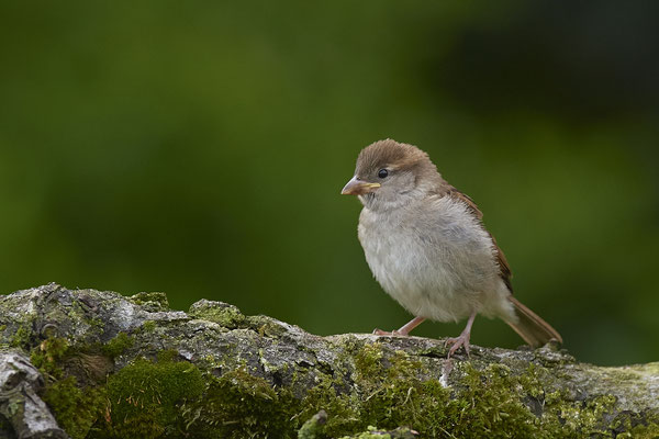 Junger Haussperling