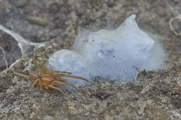 Nr.21-5/01 - Spinne am Nestkokon - OB Brache Emscher - (08.11.2018)